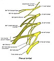 Le plexus lombal