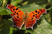 Adult, dorsal view.