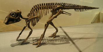 Esqueleto de un bebé de Maiasaura.