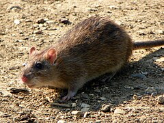 A brown rat on the ground