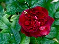 Darcey Bussell (Rose)