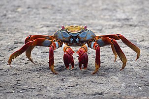 Un crabe Grapsus grapsus photographié aux îles Galápagos. (définition réelle 3 712 × 2 475)