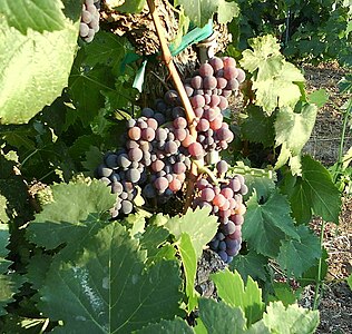 Sangiovese grapes