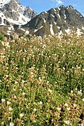 Saxifraga geranioides