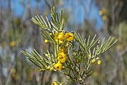 Subsp. × artemisioides in the Australian National Botanic Gardens