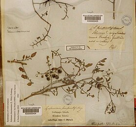 Solanum cheesmaniae Kew herbarium sheet prepared by Charles Darwin, Chatham Island, Galapagos, September 1835