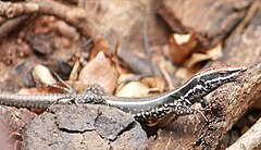 Description de l'image Soutpansberg Rock Lizard.jpg.