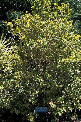 Graptophyllum pictum