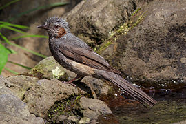 The brown-eared bulbul after playing with water