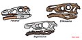Therizinosaurie skulls.