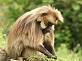 Theropithecus gelada