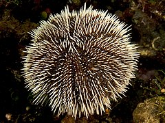 Tripneustes ventricosus (West Indian Sea Egg) edit