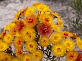 V. endlicheriana near Mount Lesueur