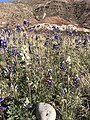 White and blue Big Bend Bluebonnets in the wild, Presidio County, Texas.