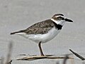 Playerito marítimo (Charadrius wilsonia)