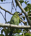 Yellow-eared barbet