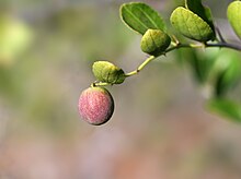 Photographie d'une petit fruit rose au bout d'une branche, fond brun-vert, flouté