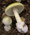 Бледная поганка (Amanita phalloides), самый распространённый на Земле смертельно ядовитый базидиальный гриб из всех известных грибов[79][80], относящийся к роду Аманита (Мухомор). Токсины бледной поганки включают в себя две большие группы циклических пептидов — фаллотоксины (гексапептиды) и аматоксины (октапептиды). Было подсчитано, что всего лишь половина гриба содержит такие концентрации токсинов, которые способны убить взрослого человека[81].