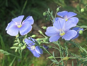 아마(Linum usitatissimum)