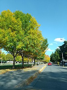 otoño en la ciudad de Neuquén