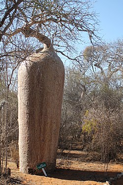 A baobab in Mangily, Belalanda