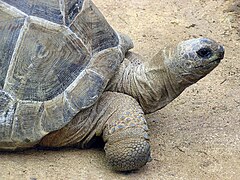 Aldabranska džinovska kornjača, Geochelone gigantea