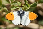 A mostly white butterfly with orange-tipped wings