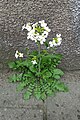 Arabidopsis arenosa, Katowice