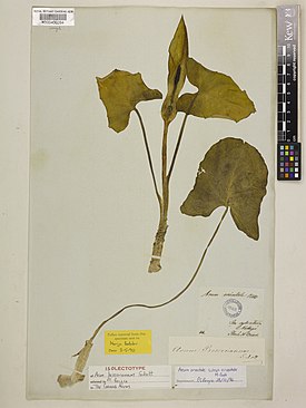 Arum besserianum