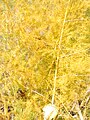 Asparagus in Autumn foliage