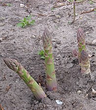 Asparagus officinalis