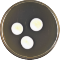 Aspergillus biplanus growing on MEAOX plate