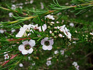 Astartea fascicularis