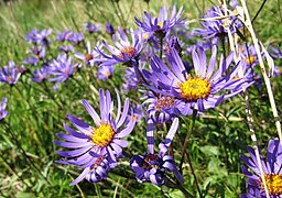 Aster amellus.