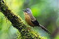 Black-crowned barwing