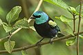 Blue-necked tanager