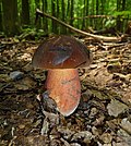 Neoboletus luridiformis