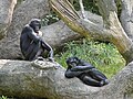 [4] Bonobo