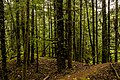 Bosque junto al glaciar Davidson, Haines.