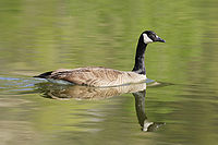 Canada goose