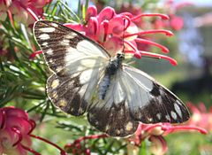 Description de l'image Butterfly CaperWhite Grevillea.JPG.