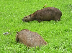 Cleaning symbiosis foraging on a capybara