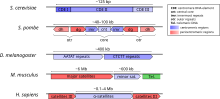 Représentation schématique de la structure de l'ADN centromérique