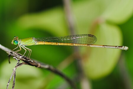 female