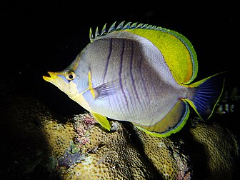 Un poisson-papillon à tête jaune en livrée nocturne, à Mayotte (définition réelle 4 000 × 3 000)