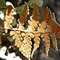 Cheilanthes parryi