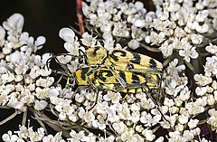 Chlorophorus varius. Mating