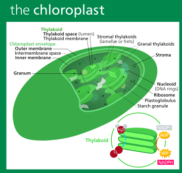 Structure of a typical higher-plant chloroplast