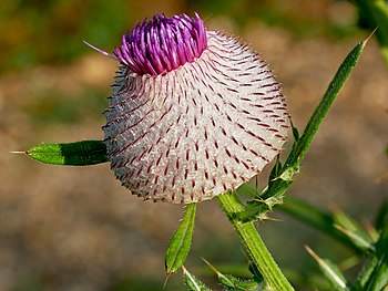 Cirsium eriophorum