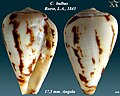 Conus bulbus Reeve, L.A., 1843